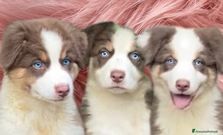Australian Shepherd cani Pastore australiano Australian Shepherd pedigree  - Annuncio 4