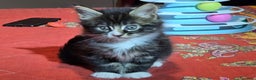 Maine Coon gatti in vendita: Vendo Cuccioli di Maine Coon - Annuncio 21