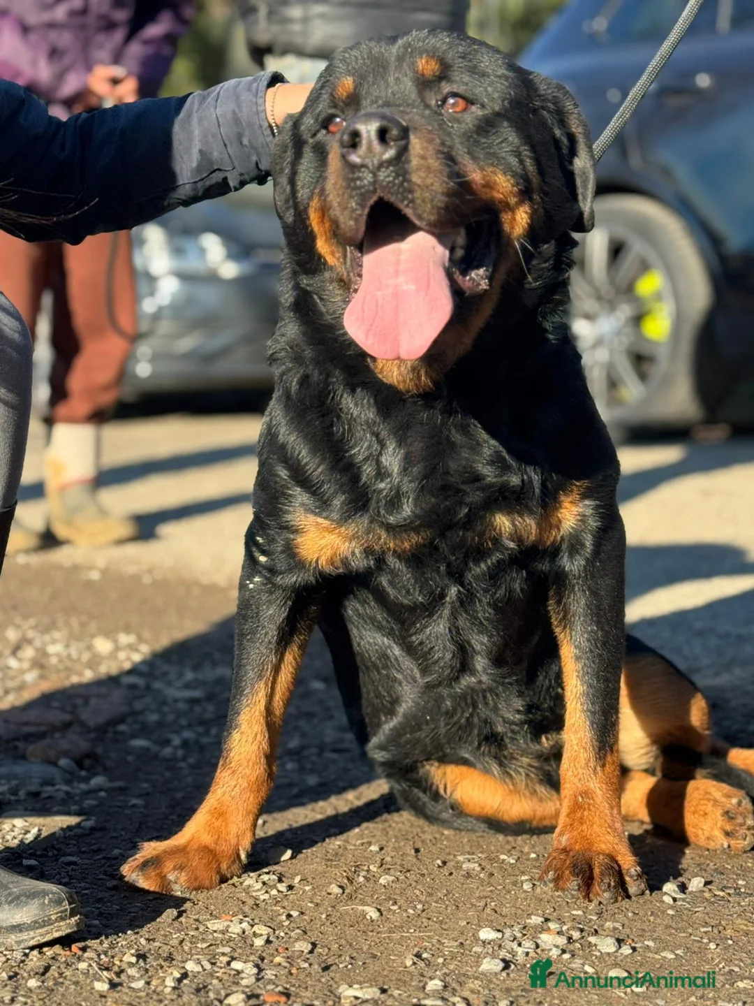 Rottweiler cani in regalo: Ares: 7 anni, Rottweiler equilibrato, socievole  a Città Metropolitana di Genova - Annuncio 31