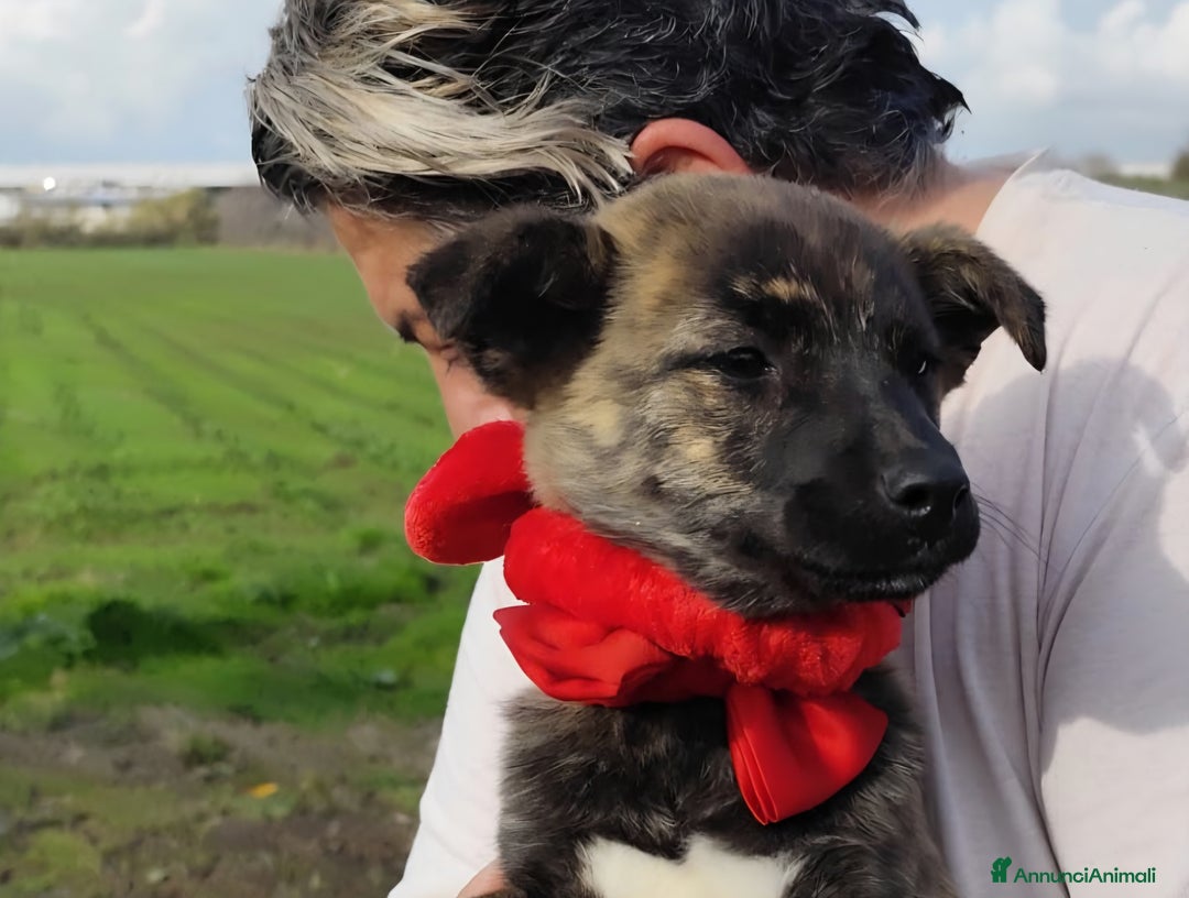 Meticcio cani in regalo: CANDY 3 mesi taglia piccola mix Shiba - Annuncio 4