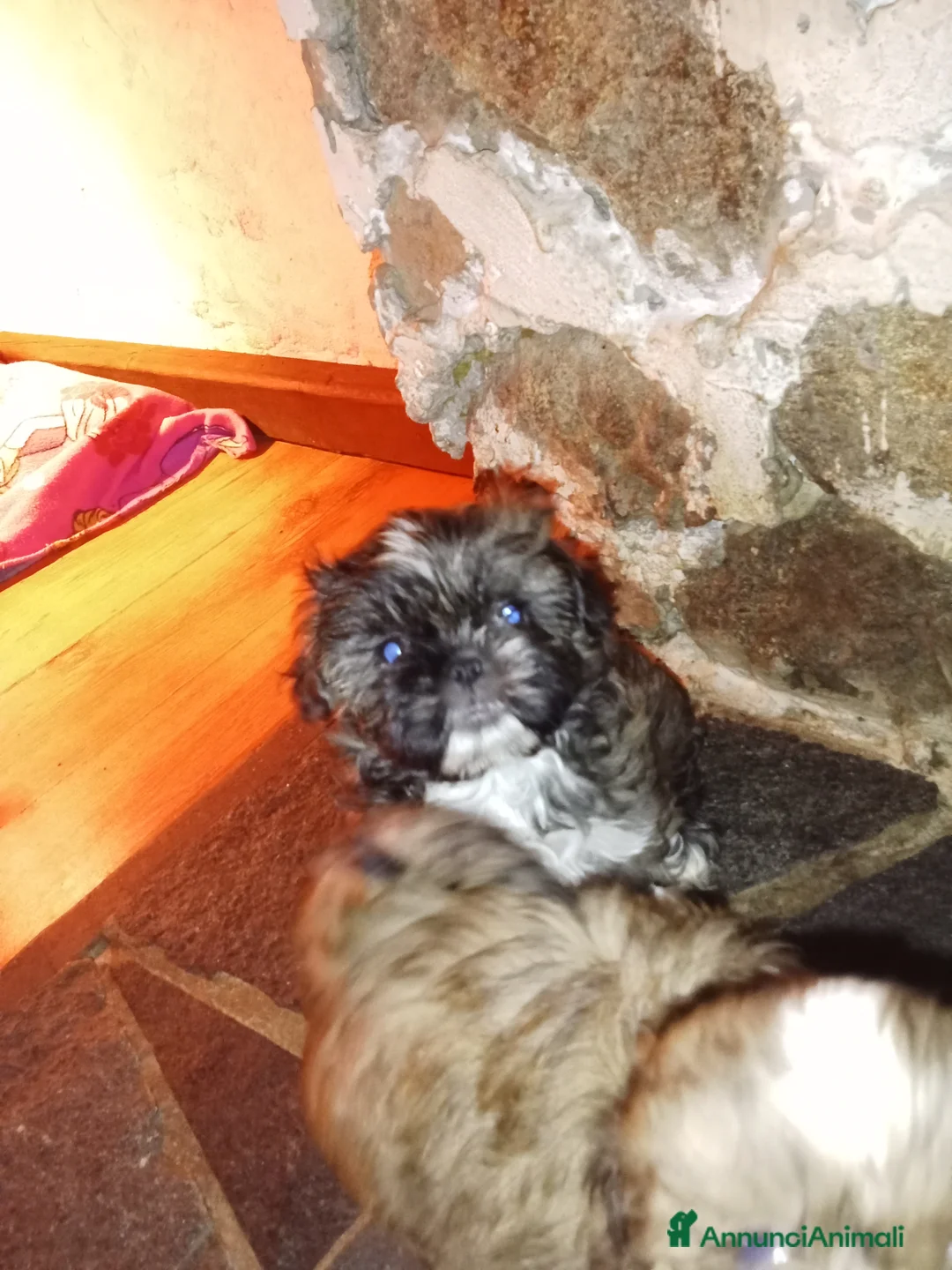 Shih Tzu cani in vendita: Splendidi cuccioli di Shitzu  - Annuncio 17