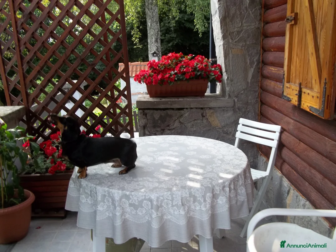 Bassotto cani in vendita: sbirimbimbini nero focato a Provincia di Como - Annuncio 3