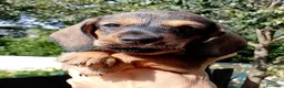 Bassotto cani in vendita: Bassotto pelo duro figlia secca  - Annuncio 3