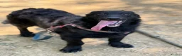 Meticcio cani in regalo: ERIC, cucciolo dolcissimo dimenticato da tutti. - Annuncio 5