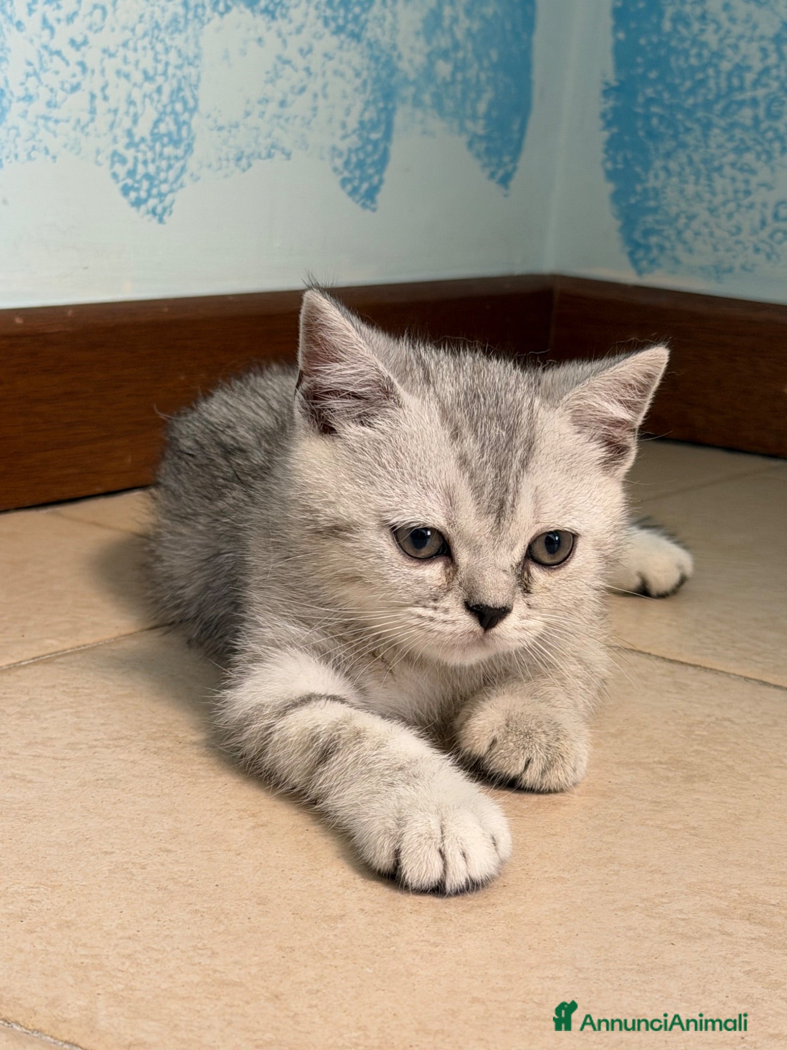 Scottish gatti Cucciolo di Scottish straight  - Annuncio 6