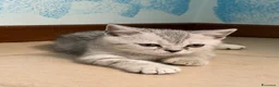 Scottish gatti in vendita: Cucciolo di Scottish straight  - Annuncio 1