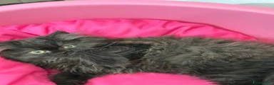 Persiano 2