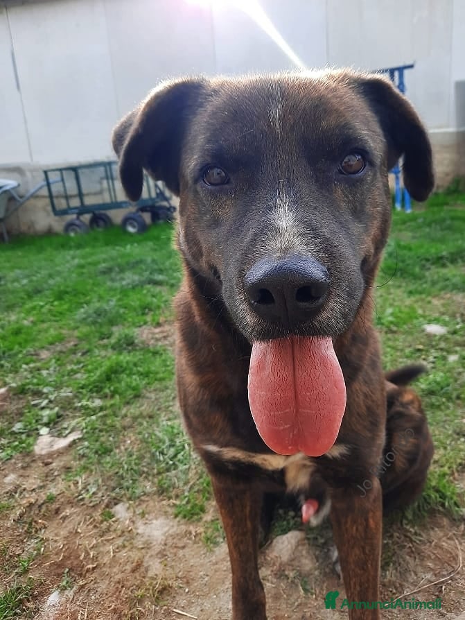 Cane Corso cani URGENTETESEO INCROCIO CORSO LA SUA UMANA È MORTA  - Annuncio 1