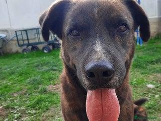 Cane Corso cani URGENTETESEO INCROCIO CORSO LA SUA UMANA È MORTA - Annuncio 7