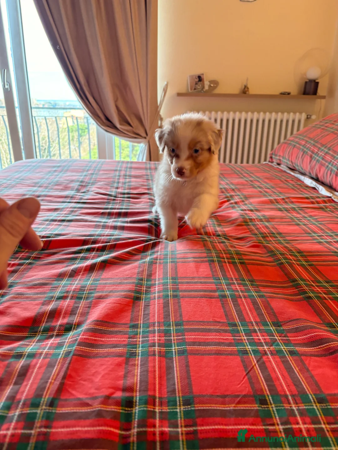 Australian Shepherd cani in vendita: Pastore australiano  - Annuncio 3