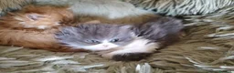 Persiano gatti in vendita: Cucciolo di persiano - Annuncio 3