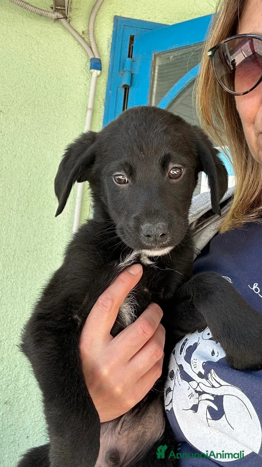 Meticcio cani in regalo: Brian  a Provincia di Padova - Annuncio 3