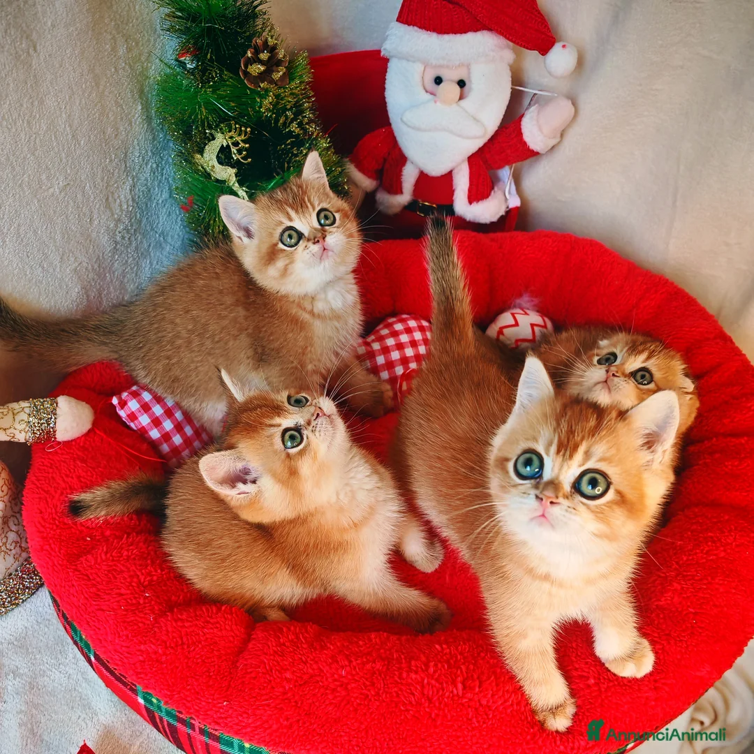 Scottish gatti in vendita: Gattini Scottish Rossicci - Annuncio 3