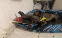 Bulldog Francese cani in vendita: Bulldog francese maschio  - Immagine 3