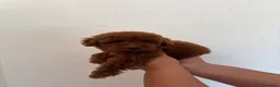 Barboncino Toy cani in vendita: Cucciolo maschio barboncino Toy red  - Annuncio 3