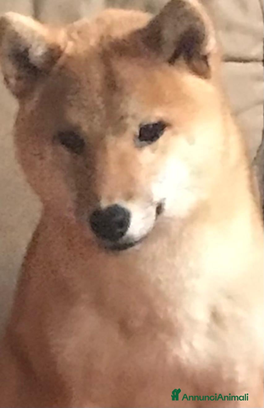 Shiba Inu cani in vendita: Cuccioli shiba Inu stupendi  a Provincia di Ancona - Annuncio 11