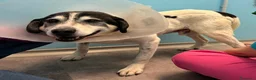 Meticcio cani in regalo: VALERIO DIVERSAMENTE CUCCIOLO - Annuncio 1