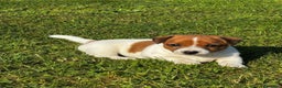 Jack Russell cani in vendita: Cuccioli di Jack Russell di prima qualità a Città metropolitana di Roma Capitale - Annuncio 5