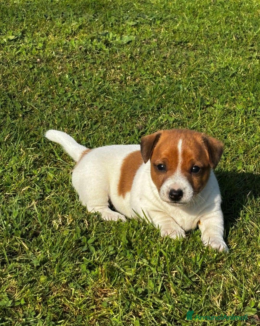 Jack Russell cani in vendita: Cuccioli di Jack Russell di prima qualità a Città metropolitana di Roma Capitale - Annuncio 5
