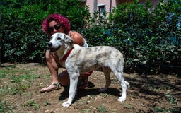 Altre razze cani in regalo: LINK e MAIL, 6 MESI, (01/01/25) a Provincia di Bergamo - Immagine 7