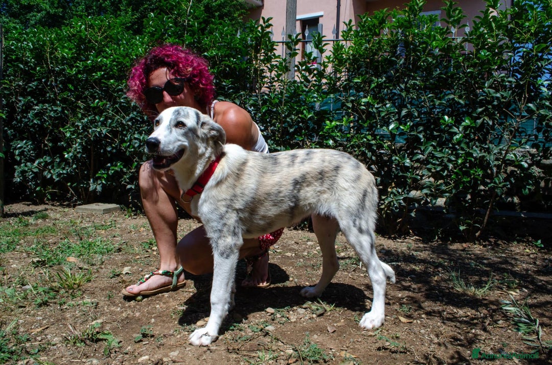 Altre razze cani in regalo: LINK e MAIL, 6 MESI, (01/01/25) a Provincia di Bergamo - Immagine 7