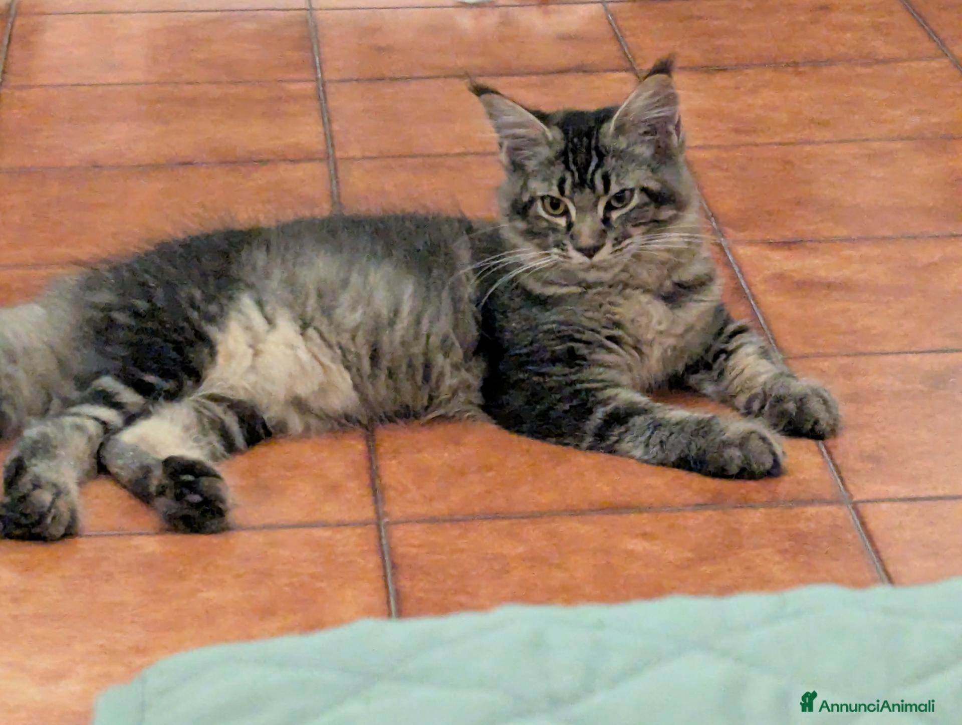 Maine Coon gatti in vendita: Maine Coon - Annuncio 3