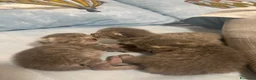 Scottish gatti in vendita: scottish maschietti a Provincia di Catanzaro - Annuncio 3