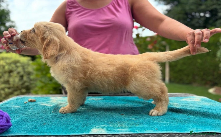Golden Retriever cani a Metropolitan City of Venice - Annuncio 16
