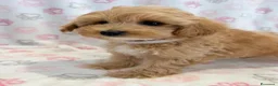 Maltipoo cani in vendita:  Bellissima cucciolata di Maltipoo F1 - Annuncio 2