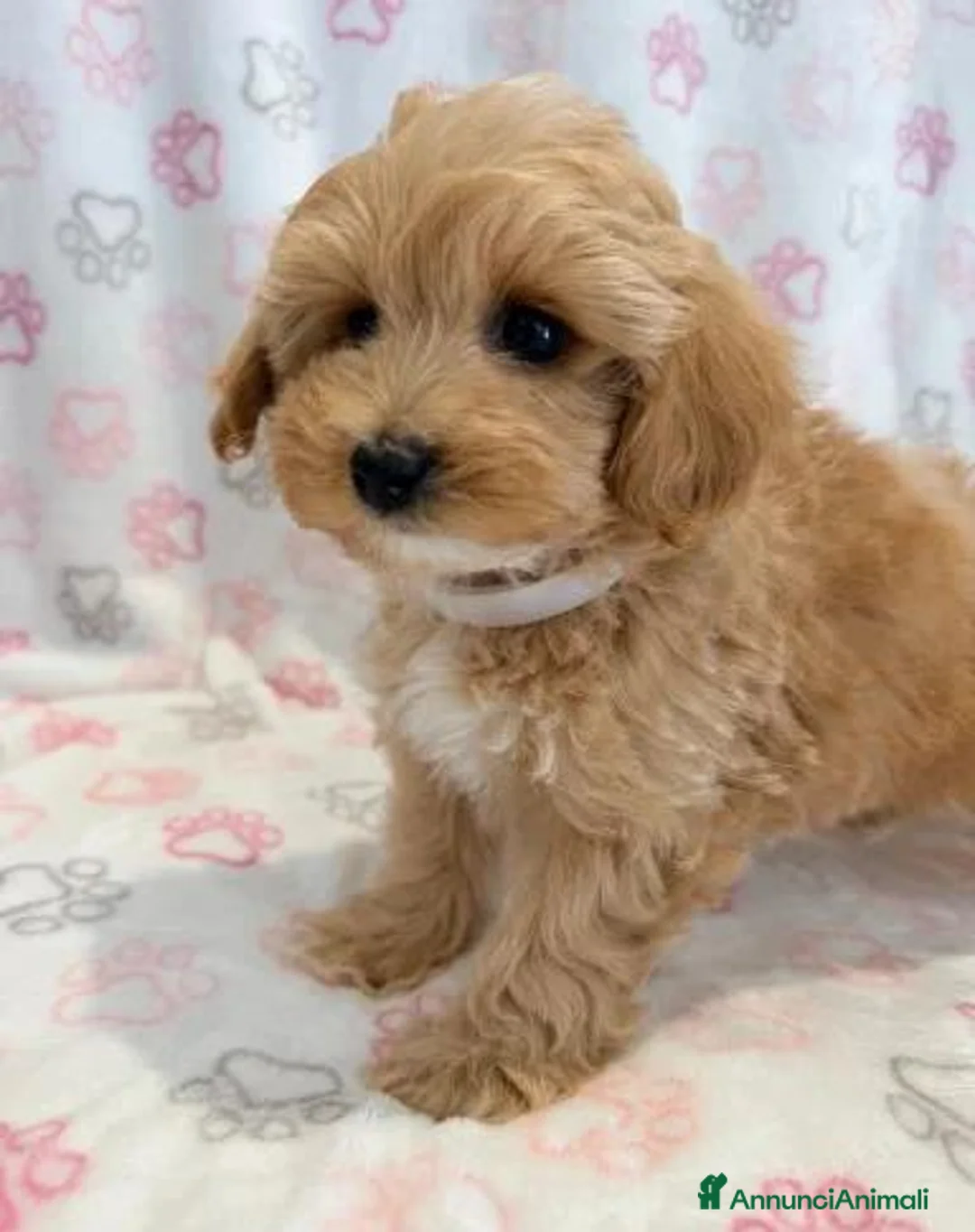 Maltipoo cani in vendita:  Bellissima cucciolata di Maltipoo F1 - Annuncio 2