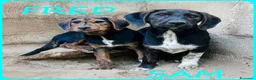 Meticcio cani in regalo: FRED e SAM simil bassottini - Annuncio 1