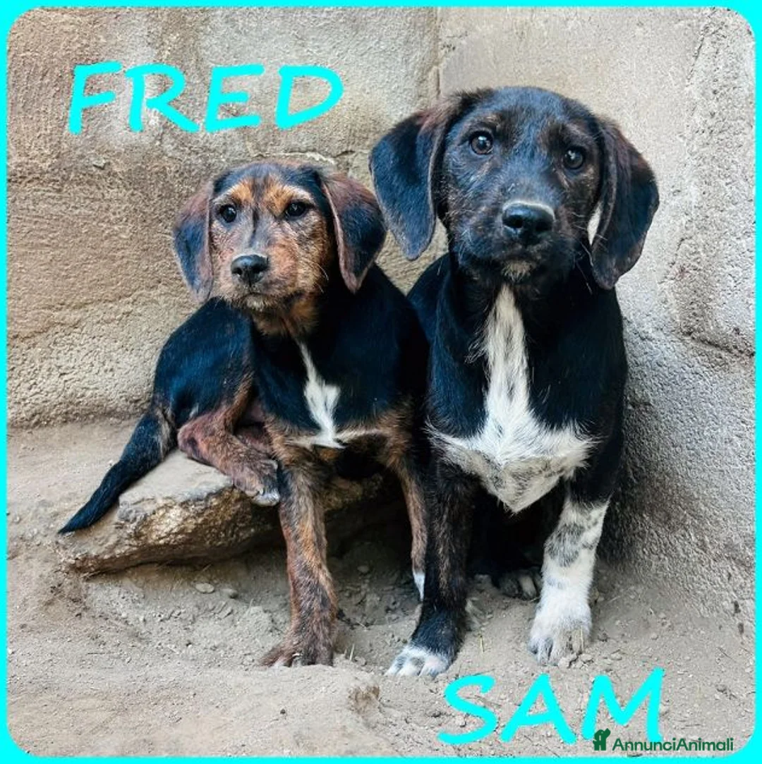 Meticcio cani in regalo: FRED e SAM simil bassottini - Annuncio 1