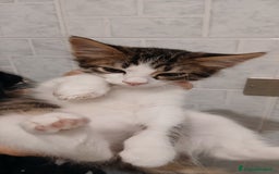 Europeo gatti in regalo: 4 gattini di 2 mesi - Immagine 4