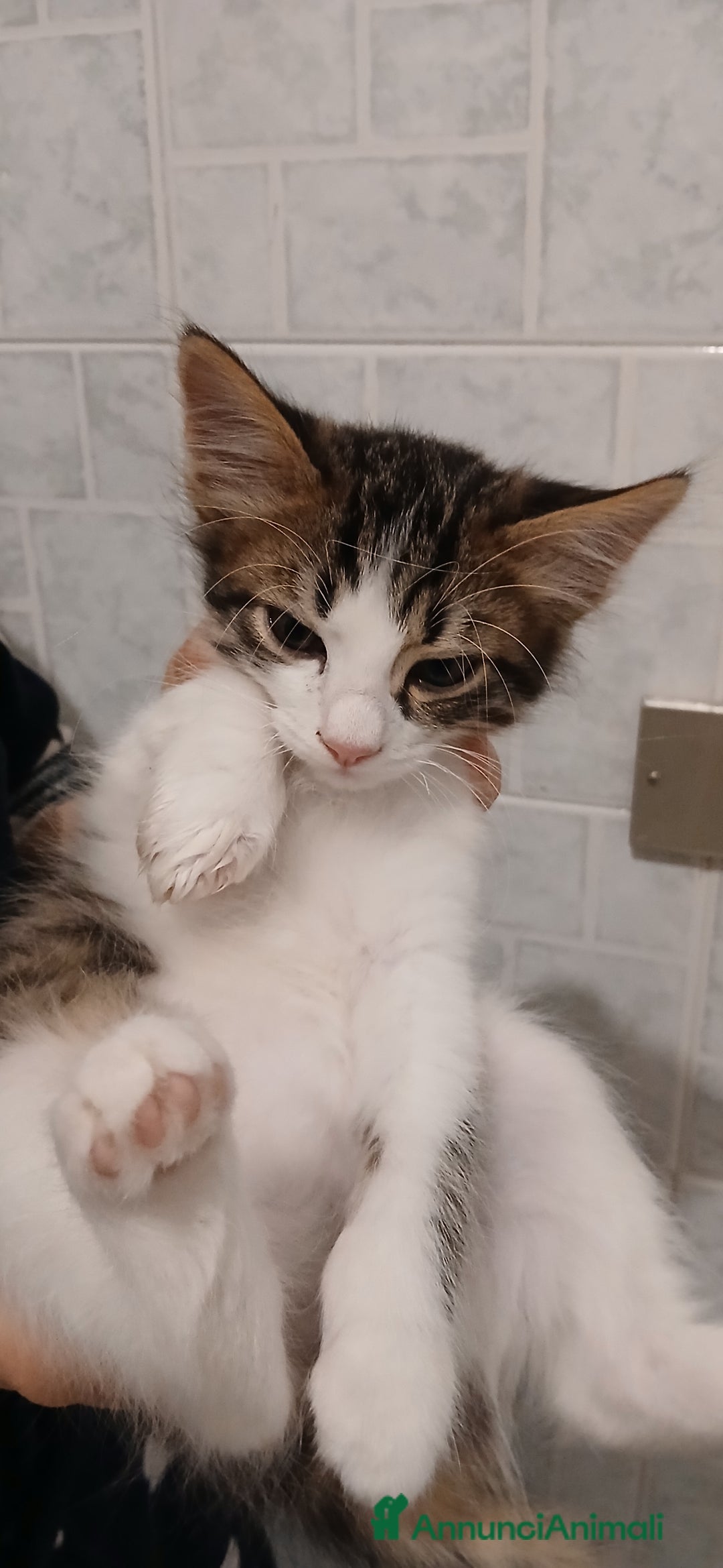 Europeo gatti in regalo: 4 gattini di 2 mesi - Immagine 4