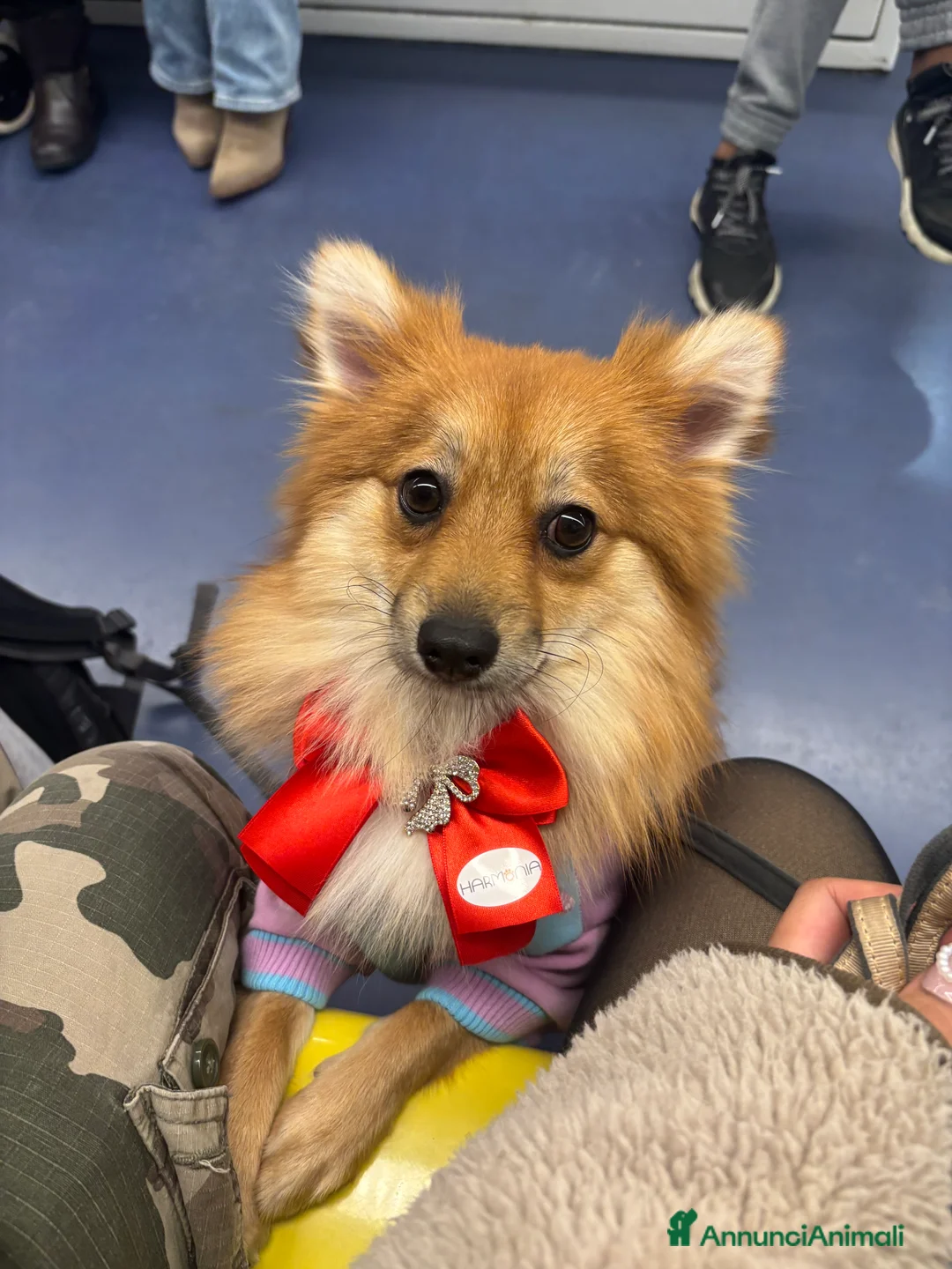 Volpino Pomerania cani in vendita: !URGENTE! vendo cucciola spitz pomerania - Annuncio 9