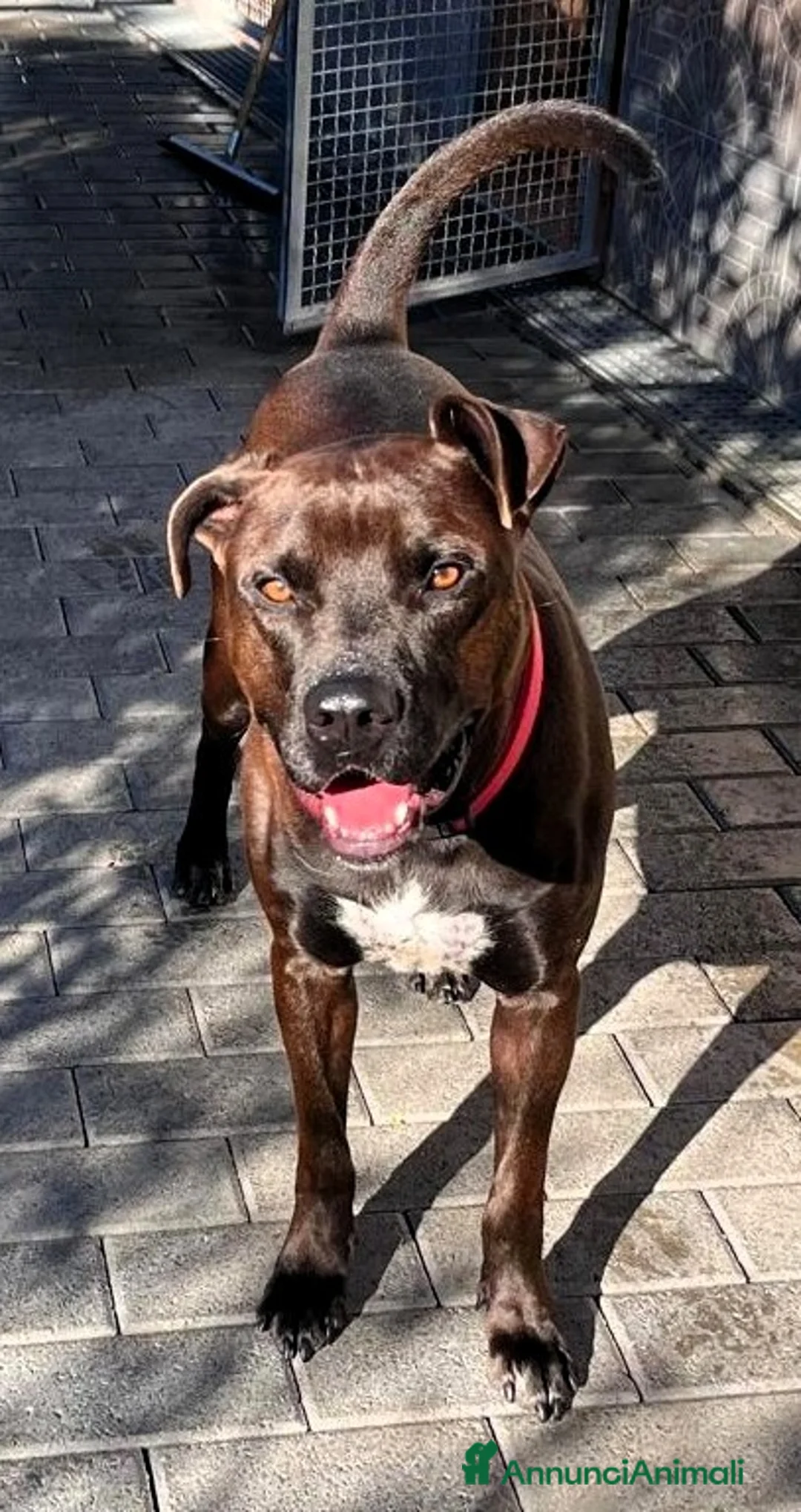 Meticcio cani in regalo: NIGEL BELLISSIMO PIT - Annuncio 2