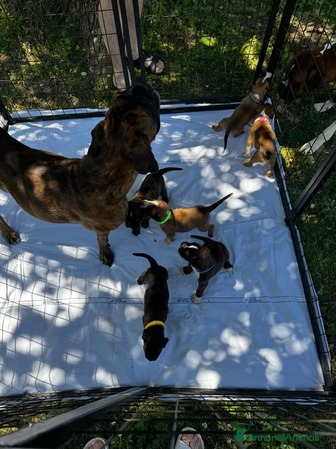 Boxer cani in vendita: Cuccioli Boxer con Pedigree - Annuncio 8