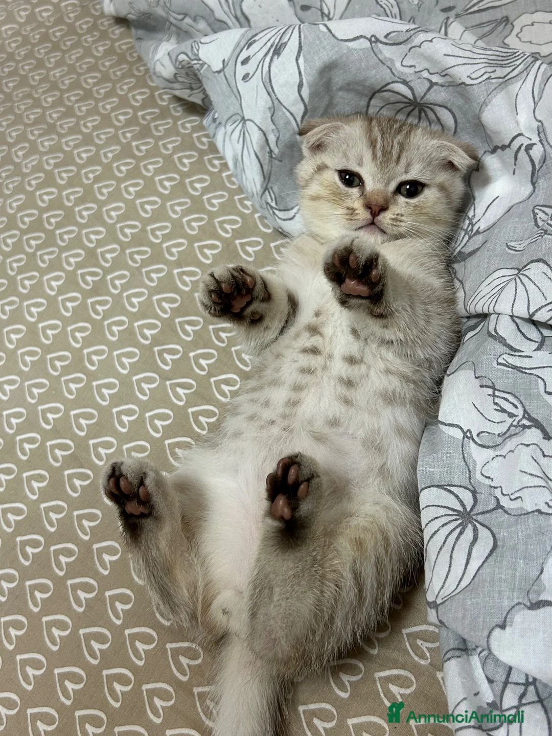 Scottish gatti in vendita: Scottish Fold - Annuncio 5