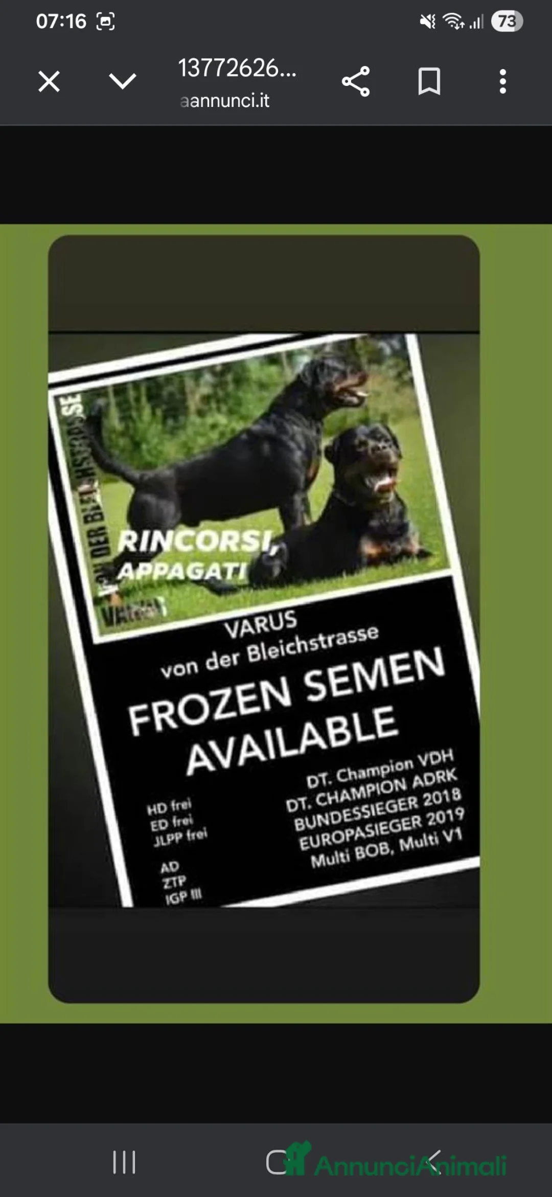 Rottweiler cani in vendita: Cuccioli rottweiler  - Annuncio 35