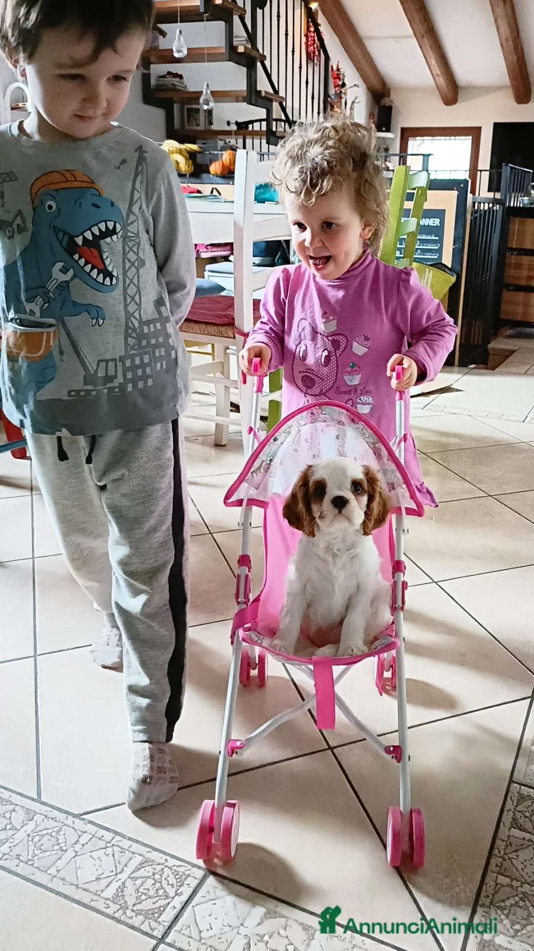 Cavalier King cani in vendita: Cuccioli di Cavalier King con pedigree - Annuncio 12