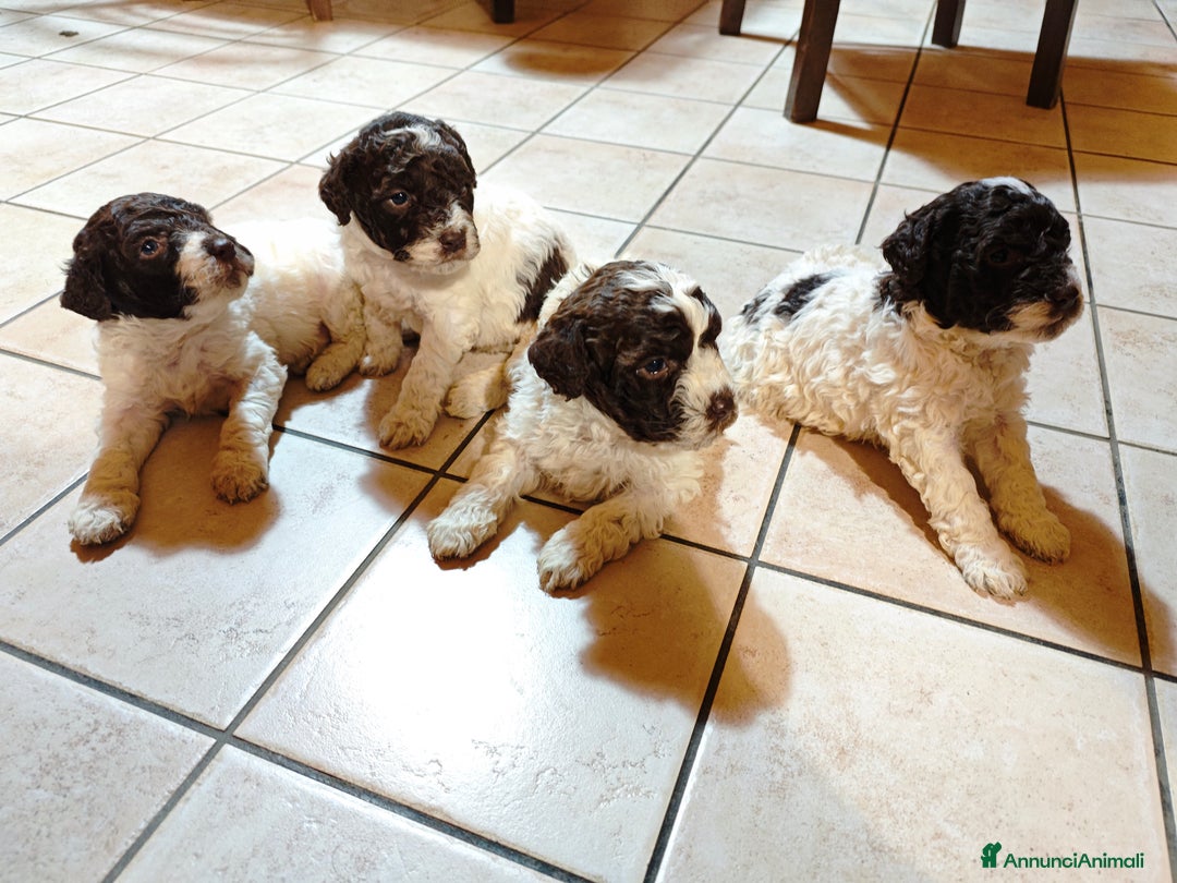 Lagotto cani in vendita: Cuccioli di Lagotto Romagnolo - Annuncio 3