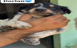 Meticcio cani in regalo: Cucciolo dolcissimo mix setter – tg medio-piccola a Città Metropolitana di Venezia - Immagine 3