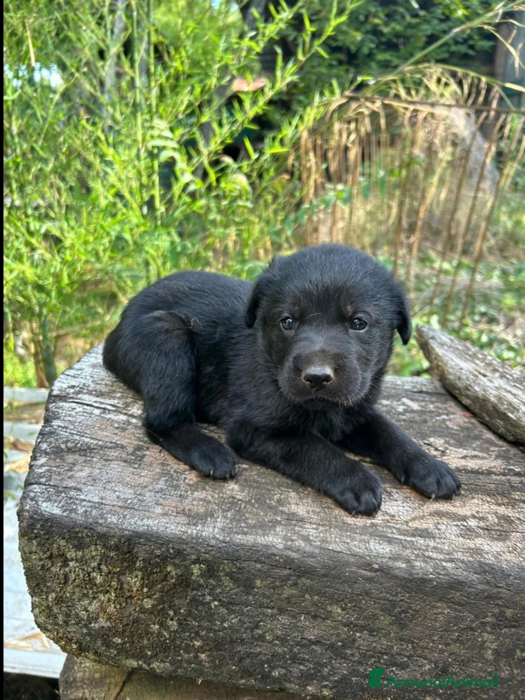 Labrador cani in vendita: Cuccioli di labrador neri - Annuncio 4