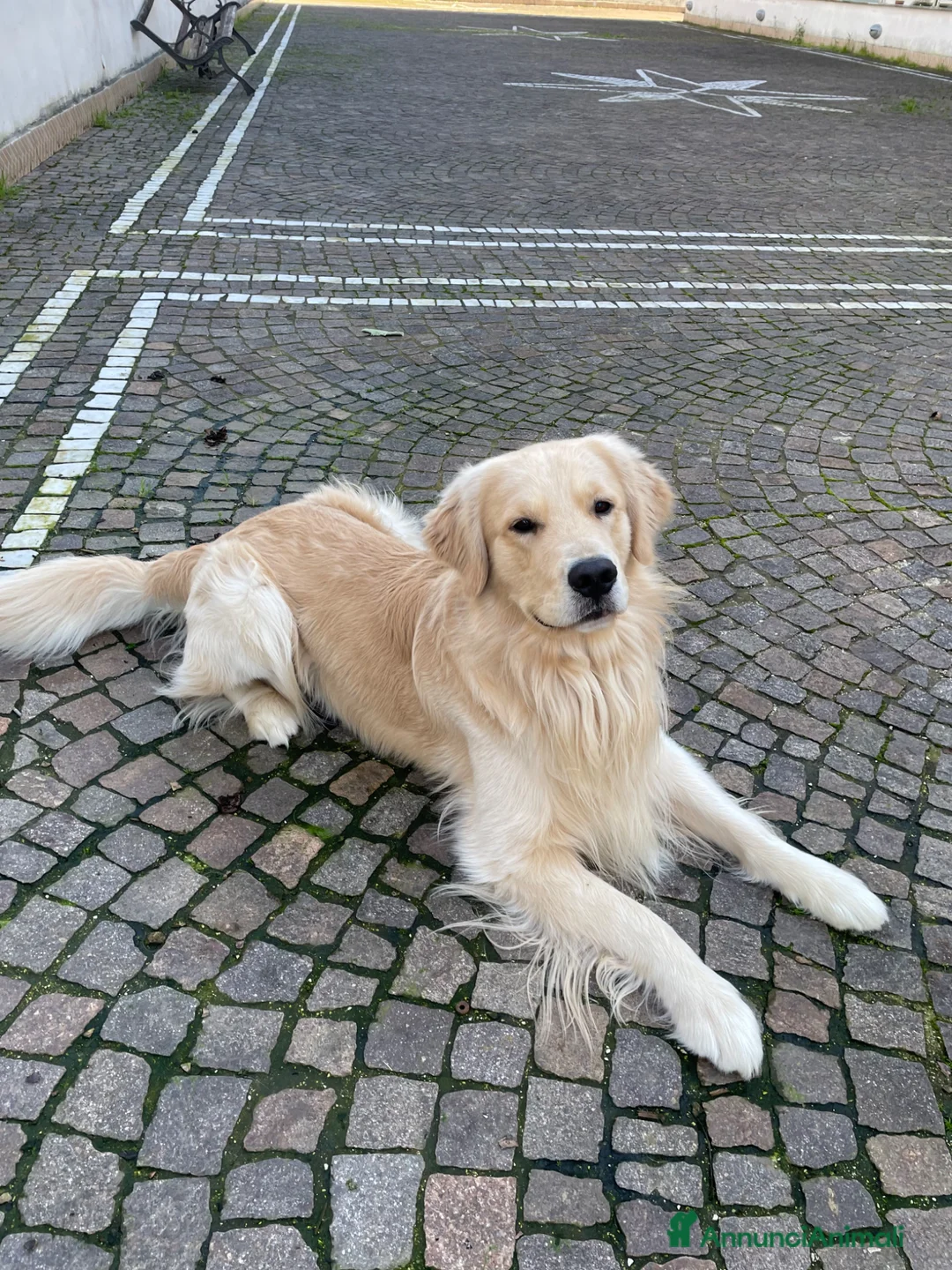 Golden Retriever cani per accoppiamento: Golden americano da monta (Pedigree) - Annuncio 2
