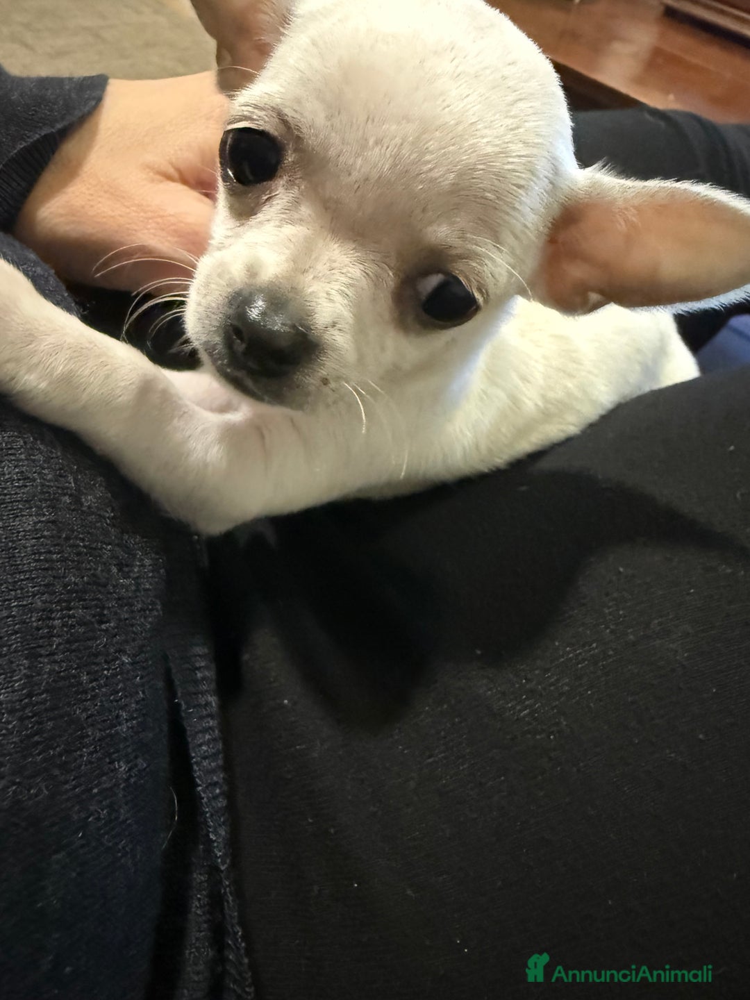 Chihuahua cani in vendita: Chihuahua di 2 mesi maschio - Annuncio 5