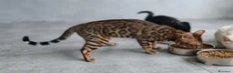 Bengala gatti in vendita: Splendida gattina Bengala  - Annuncio 2