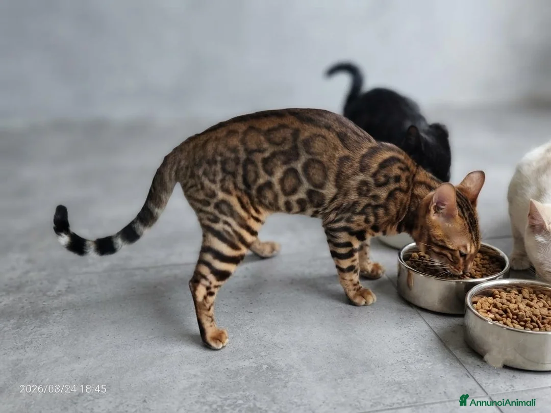 Bengala gatti in vendita: Splendida gattina Bengala  - Annuncio 2