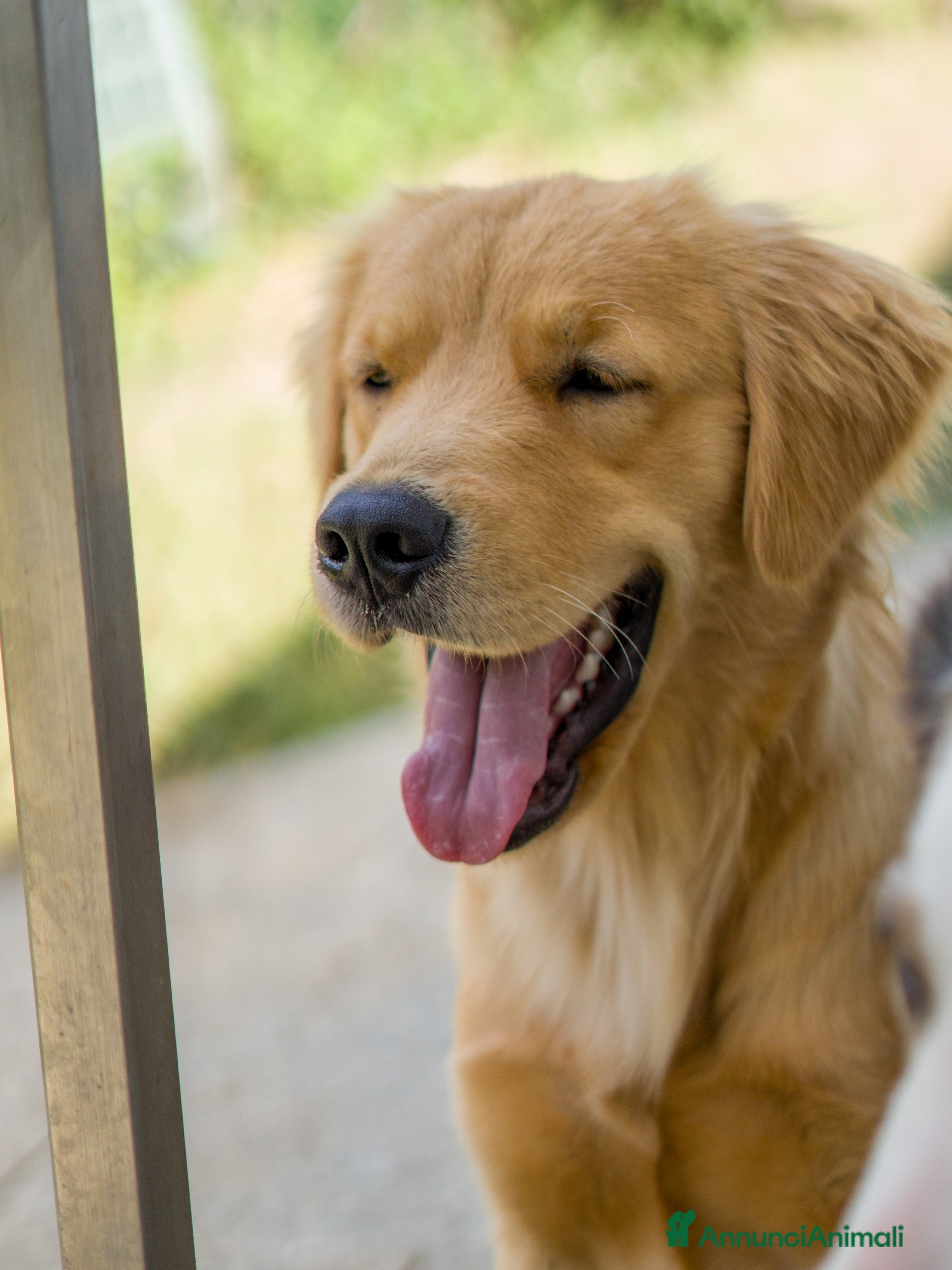 Golden Retriever cani Cerco maschio Golden Retriever americano per monta - Annuncio 1
