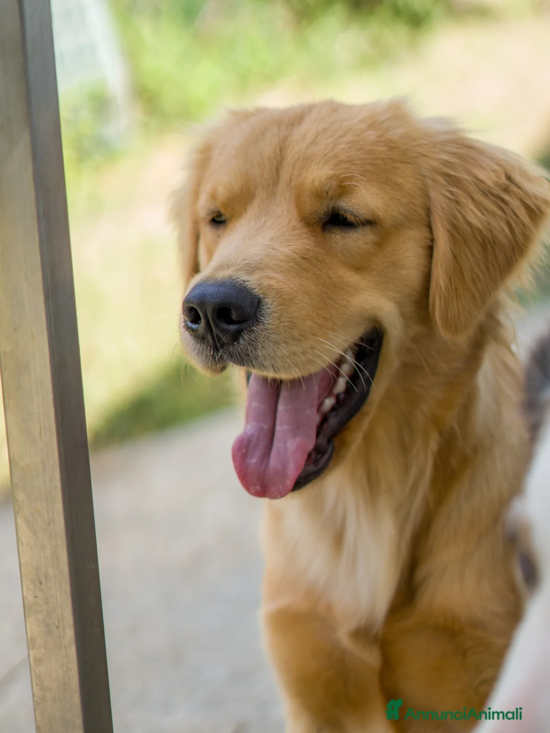 Golden Retriever cani per accoppiamento: Cerco maschio Golden Retriever americano per monta a Provincia del Verbano-Cusio-Ossola - Annuncio 1