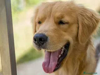 Golden Retriever cani Cerco maschio Golden Retriever americano per monta - Annuncio 1